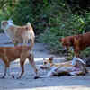 Article image for: Corp to start work on dog shelter at Brahmapuram