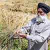 Article image for: Punjab puts on hold 53% hike in crop loan limit
