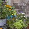Article image for: 7 best vegetables for container <i class="tbold">garden</i>ing in the UK