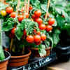 Container gardening UK: 7 best vegetables to grow in pots at home (and ...