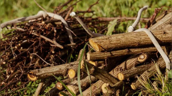 Piles of wood, rocks, or debris