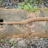 Rodents and <i class="tbold">small</i> pests