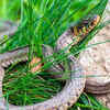 Article image for: What attracts snakes to your <i class="tbold">home</i> and garden