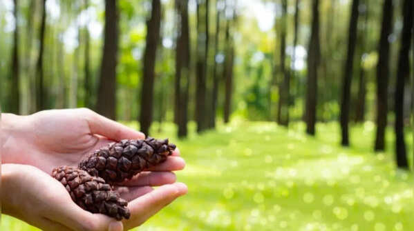 Use pinecones in combination with other tricks