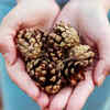 Use broken pine cones as mulch