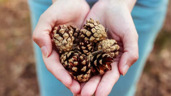 Use broken pine cones as mulch