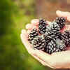 Spread pine cones in raised beds
