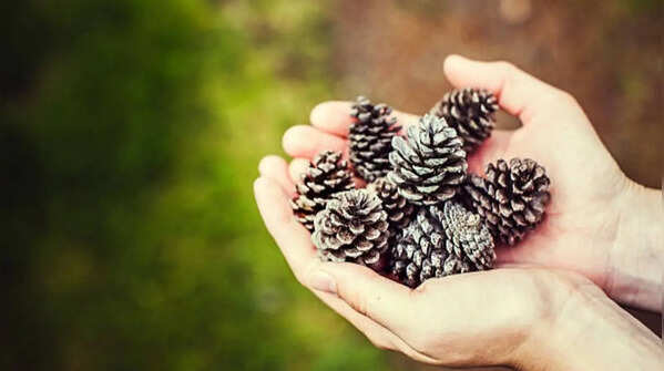 Spread pine cones in raised beds