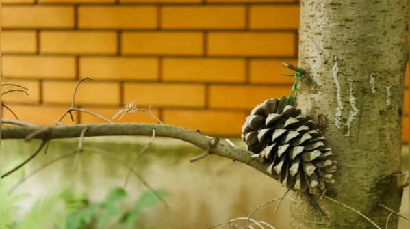 Scatter pine cones to discourage cats from digging