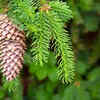 Surround seedlings with pine cones