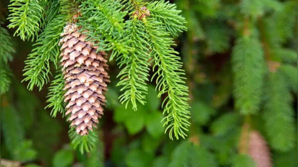 Surround seedlings with pine cones