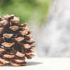 Article image for: How to use pinecones to help keep garden pests away naturally