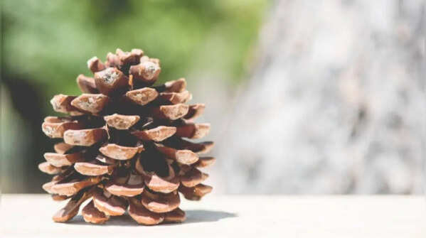How to use pinecones to help keep garden pests away naturally