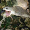 Article image for: Boomslang (Africa)