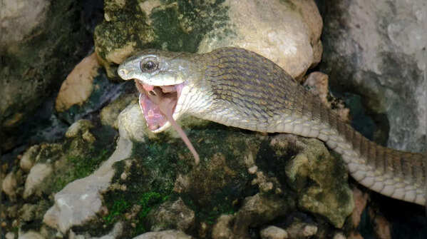 Boomslang (Africa)