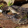 Fer-de-Lance (Central and South America)