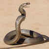 Eastern Brown Snake (Australia)