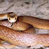 Article image for: Coastal Taipan (Australia and Papua New Guinea)