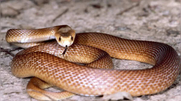 Coastal Taipan (Australia and Papua New Guinea)