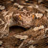 Saw-Scaled Viper (Middle East, Africa and Asia)