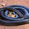 Article image for: Black Mamba (Africa)