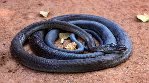 Black Mamba (Africa)