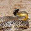 Article image for: <i class="tbold">inland taipan</i> (Australia)