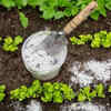 Article image for: Weed elimination trick with baking soda