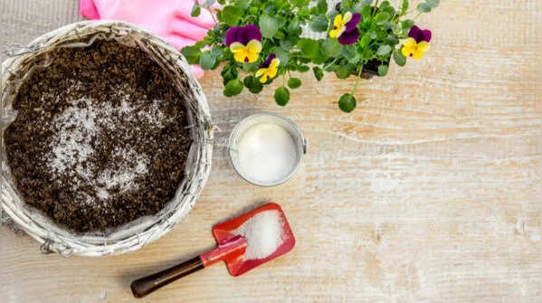 Control fungal problems with baking soda