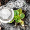 Article image for: How to use baking soda in your garden to boost flowers, deter pests, and more