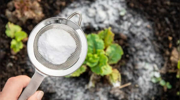 How to use baking soda in your garden to boost flowers, deter pests, and more