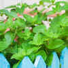 Article image for: Mint – a refreshing scent and practical plant