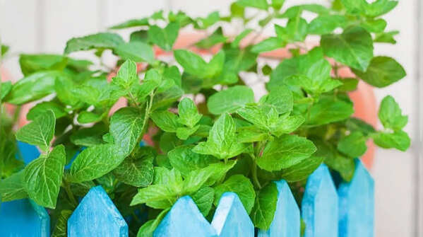 Mint – a refreshing scent and practical plant