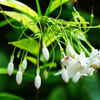 Article image for: Night-blooming <i class="tbold">jasmin</i>e – aromatic evening blossoming