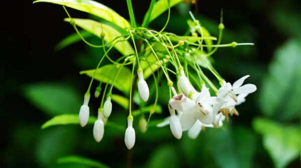Night-blooming jasmine – aromatic evening blossoming
