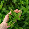 Worship Goddess Tulsi