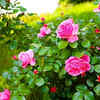 Article image for: Roses – fragrant traditional <i class="tbold">garden</i> plants