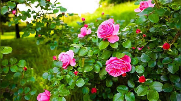 Roses – fragrant traditional garden plants