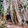 Kapoks in Ta Prohm