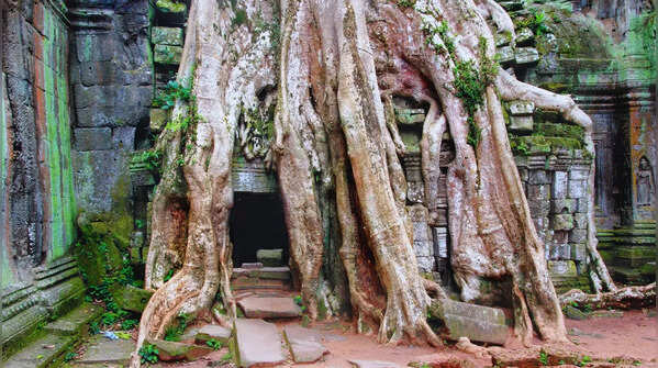 Kapoks in Ta Prohm