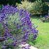 Lavender – soothing and elegant