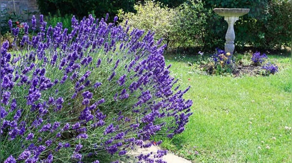 Lavender – soothing and elegant