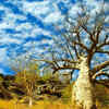 The Boab