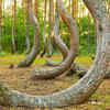 Article image for: Crooked Forest