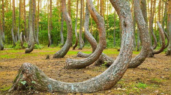 Crooked Forest