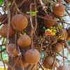 Cannonball Tree