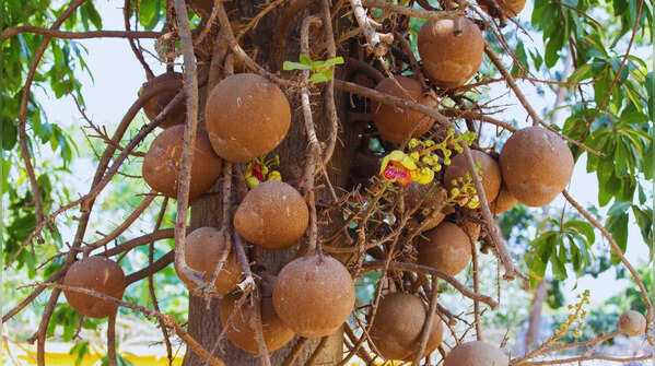 Cannonball Tree