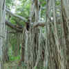 Article image for: Great Banyan
