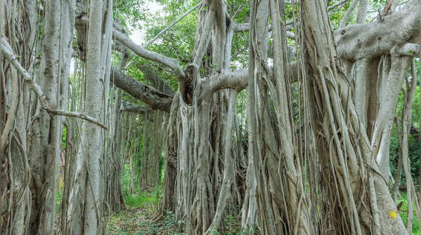 Great Banyan