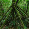 Walking Palm
